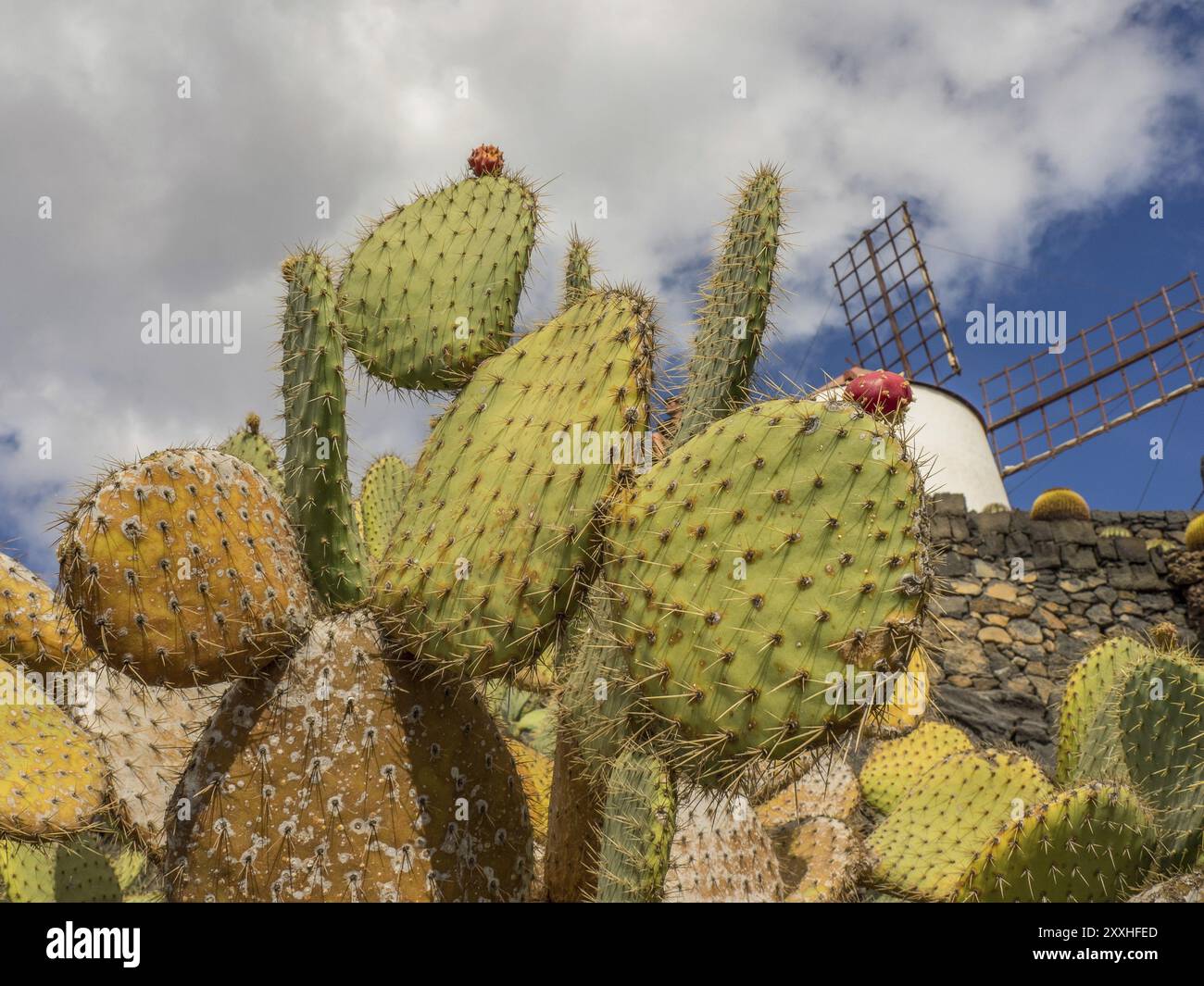 Cactus piccanti di fronte a un cielo nuvoloso e a un mulino a vento, Lanzarote, Isole Canarie, Spagna, Europa Foto Stock