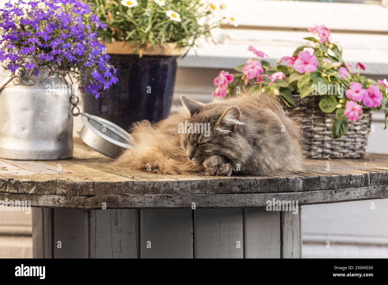 Gatto grigio di furry che riposa su un tavolo Foto Stock