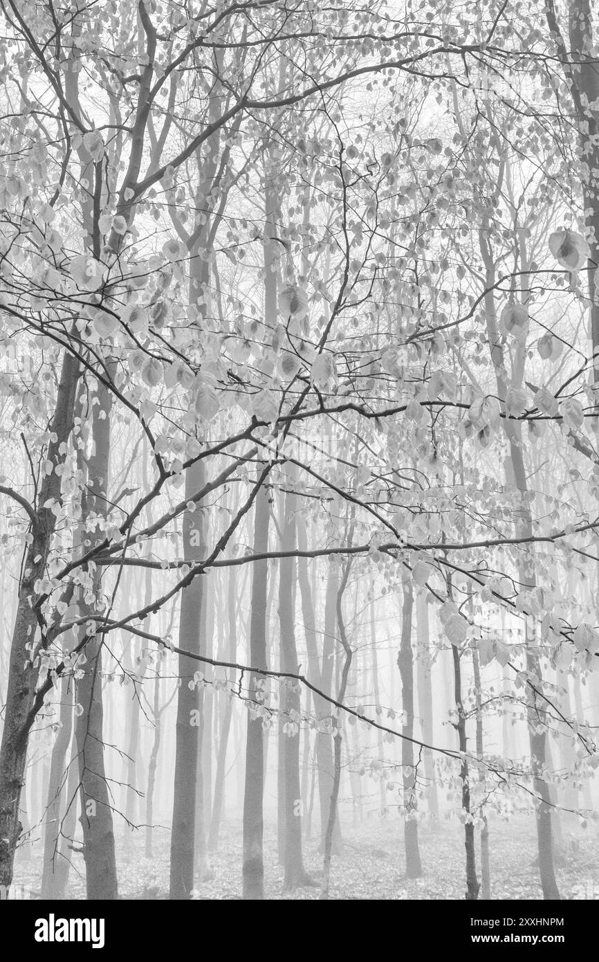 Foresta di faggi nella nebbia, Monti ore, Repubblica Ceca, maggio 2017, Europa Foto Stock