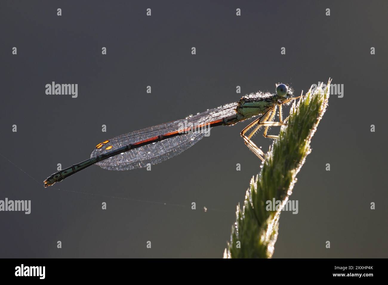 Damigella dalle gambe bianche, pennipi Platycnemis, damigella dalle gambe bianche Foto Stock