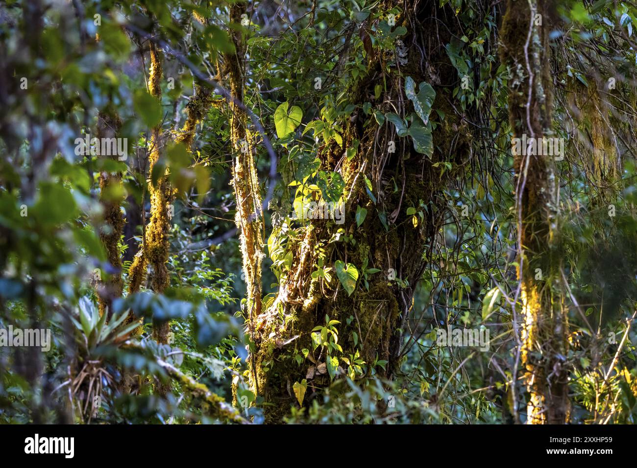 Fitta vegetazione nella foresta nebulosa, foresta pluviale di montagna, Parque Nacional Los Quetzales, Costa Rica, America centrale Foto Stock