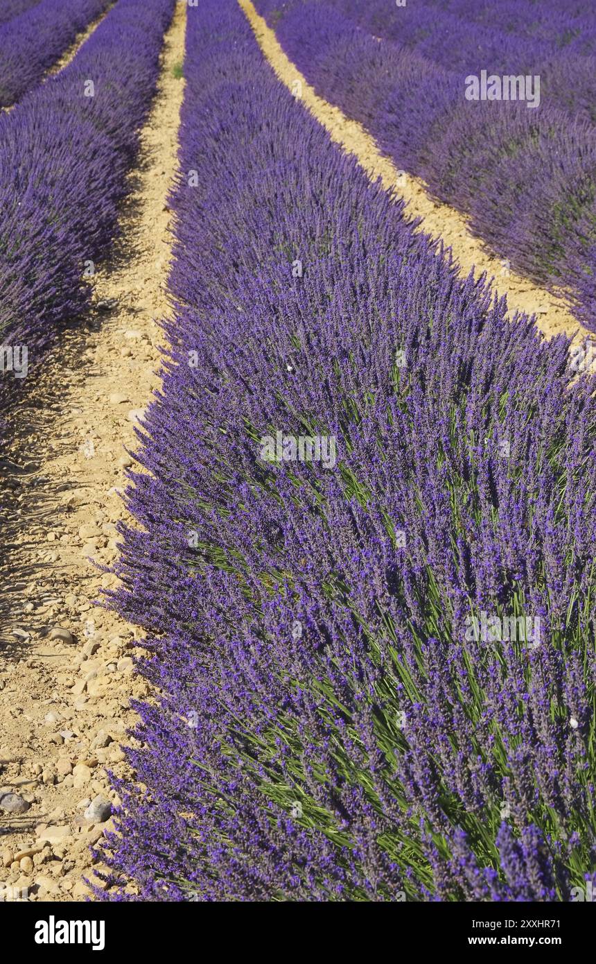 Campo di lavanda, campi di lavanda 19 Foto Stock