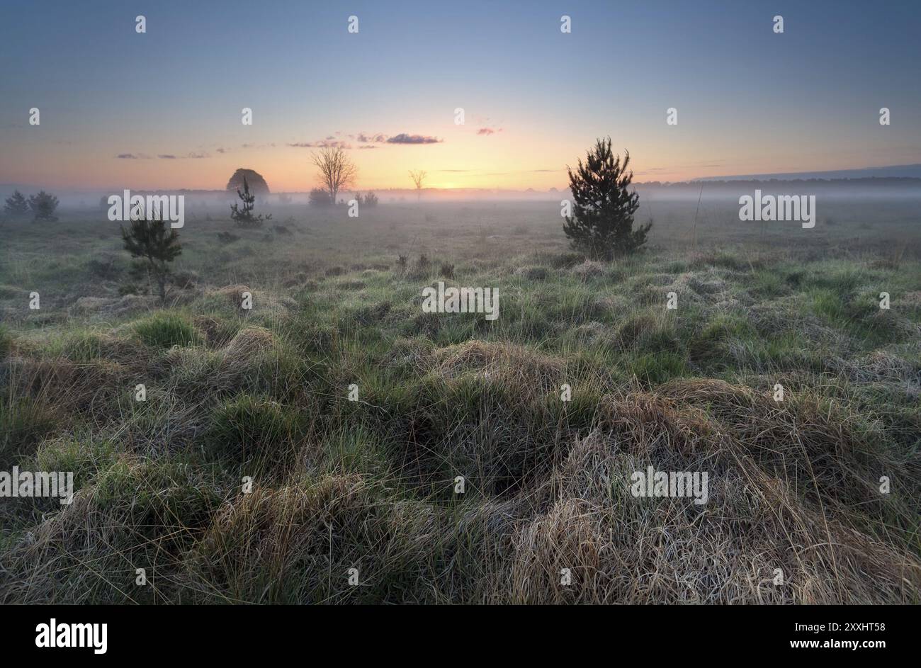 Misty Sunrise sopra il prato selvaggio, Brabante settentrionale, Paesi Bassi Foto Stock