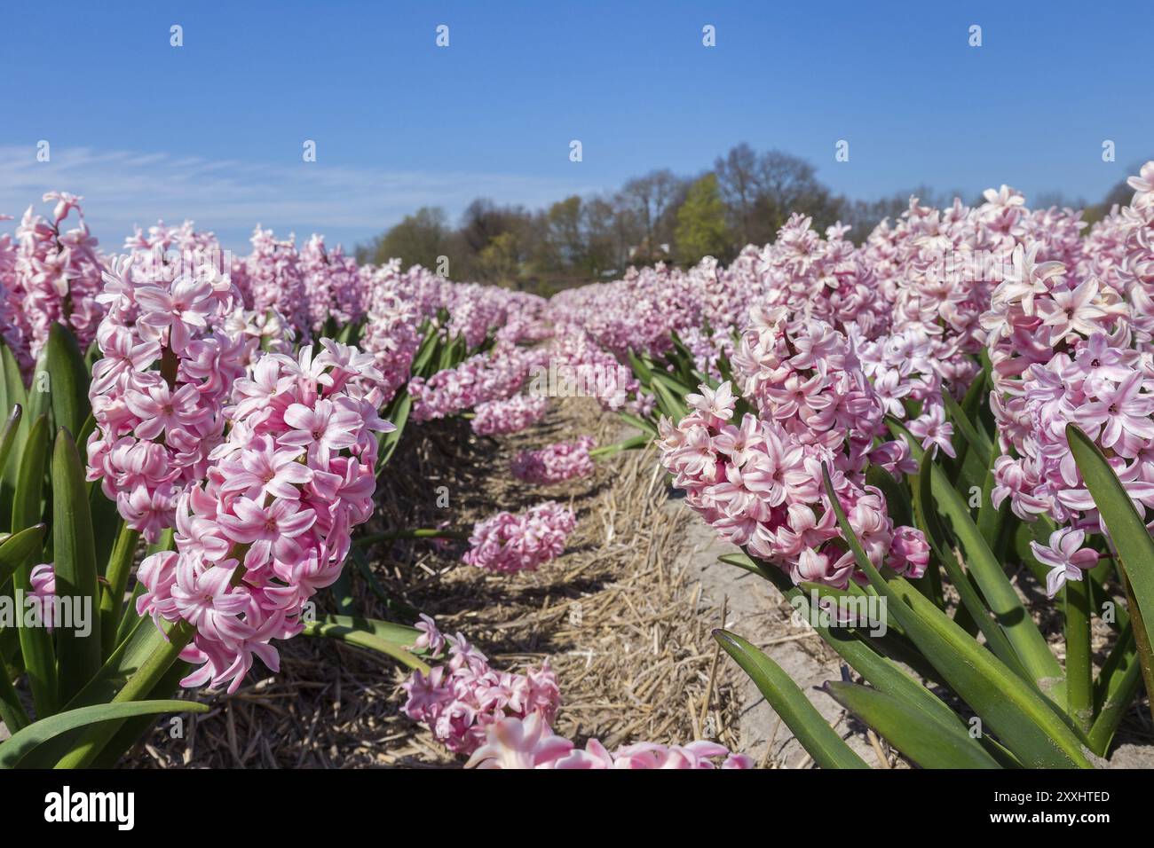 Campo di fiori in primavera con giacinti rosa in Olanda Foto Stock