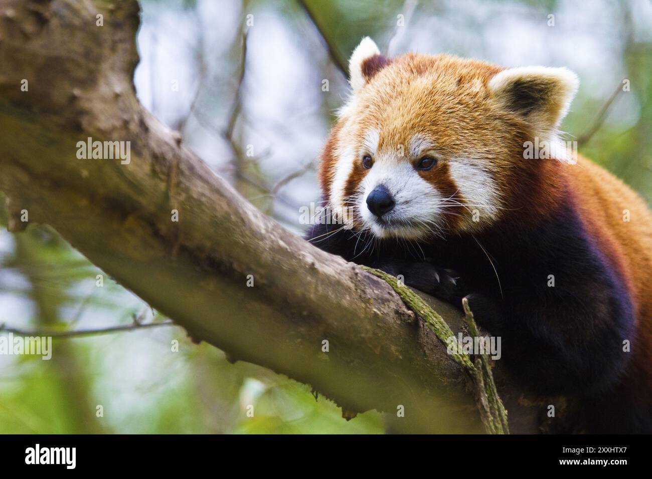 Panda rosso (Ailurus fulgens) Foto Stock