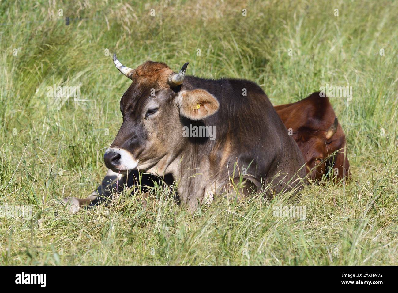 Bestiame svizzero marrone su un prato Foto Stock