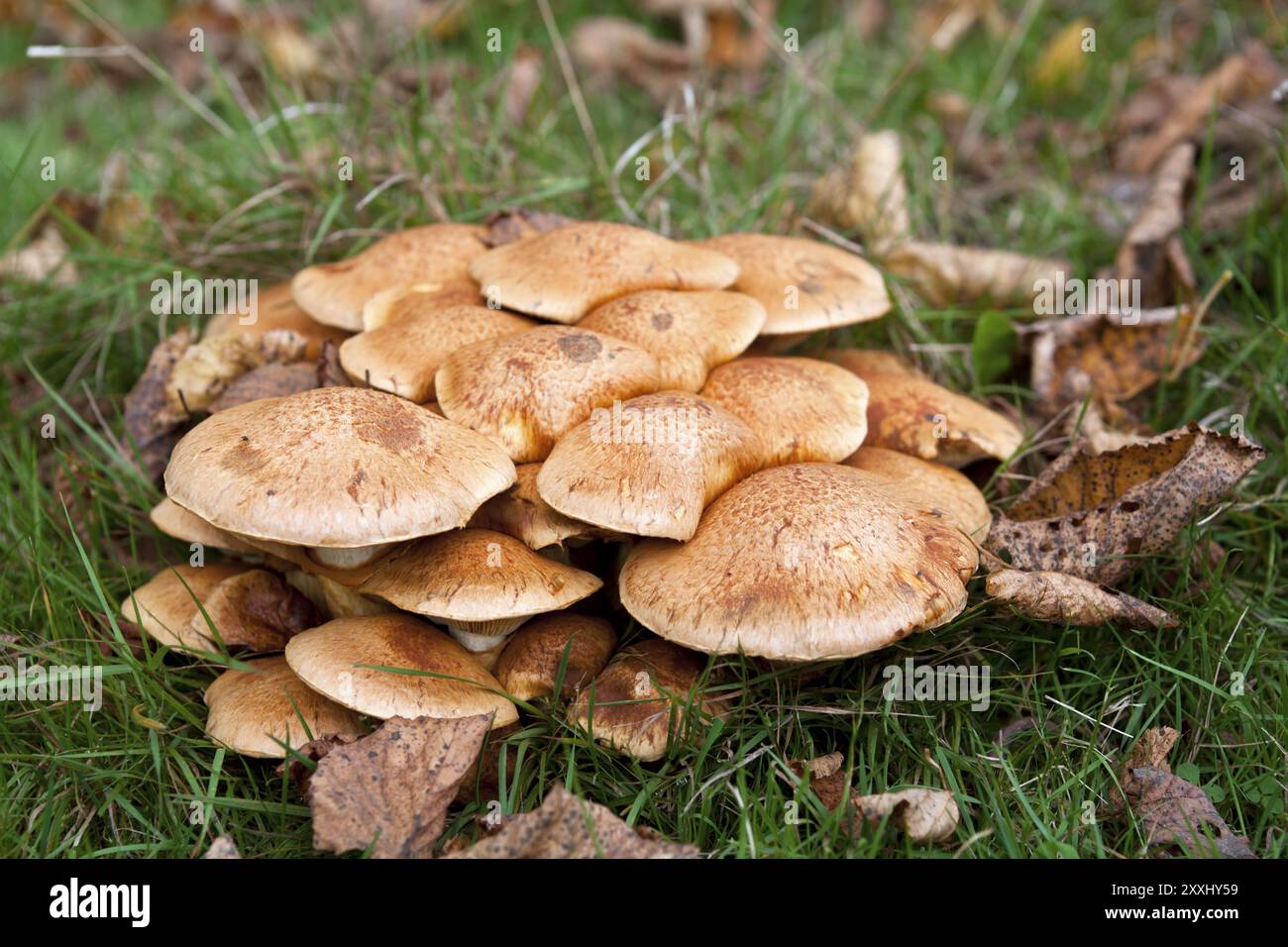 Pochi funghi nella foresta Foto Stock