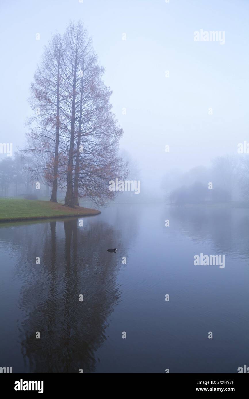 Alberi vicino al lago nella fitta nebbia mattutina Foto Stock