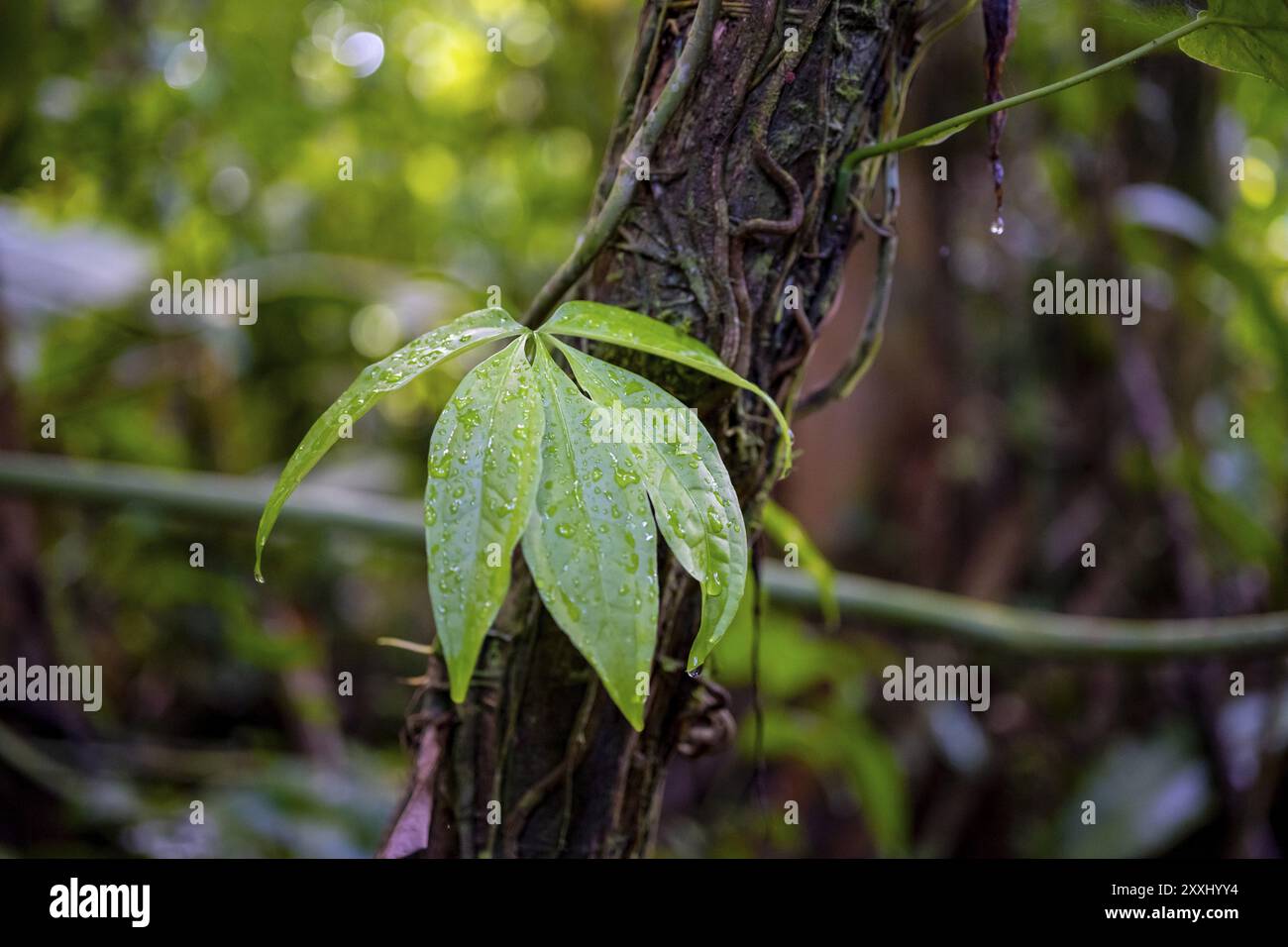 Pianta, Dettagli nella giungla, vegetazione fitta, Parco Nazionale di Tortuguero, Costa Rica, America centrale Foto Stock