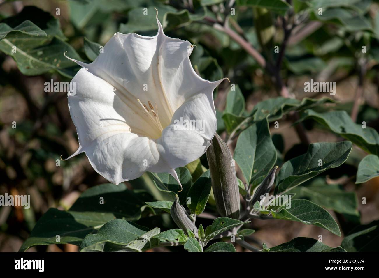 WESTERN Jimson Weed (Datura wrightii) alias Angel's Trumpet, devil's Weed, Indian-Mela, Pricklyburr, Sacred Datura, Sacro Thorn-Mela, Sacro Thornapp Foto Stock