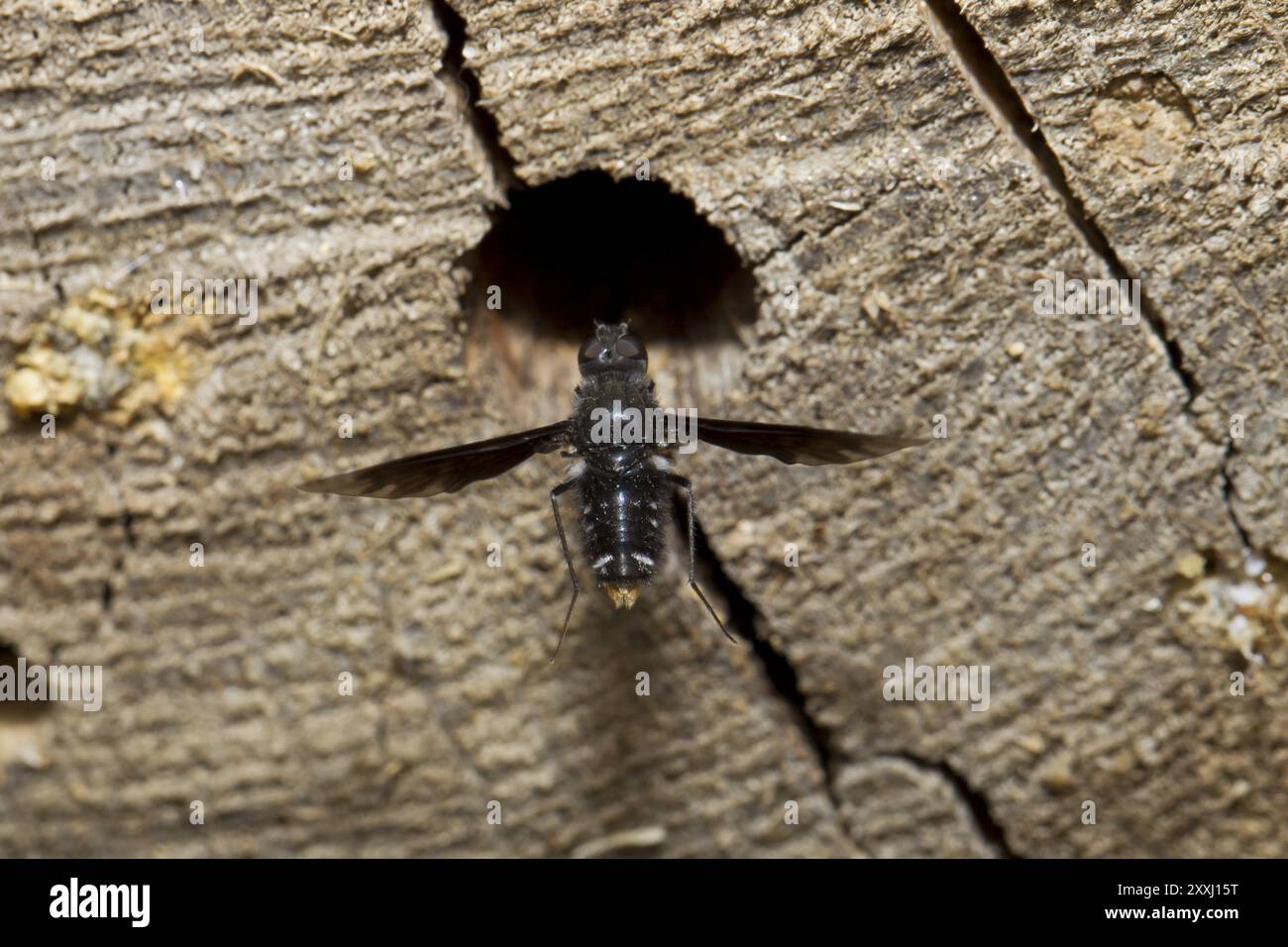 Il lutto è sospeso, l'antrace, l'antrace, la mosca Foto Stock