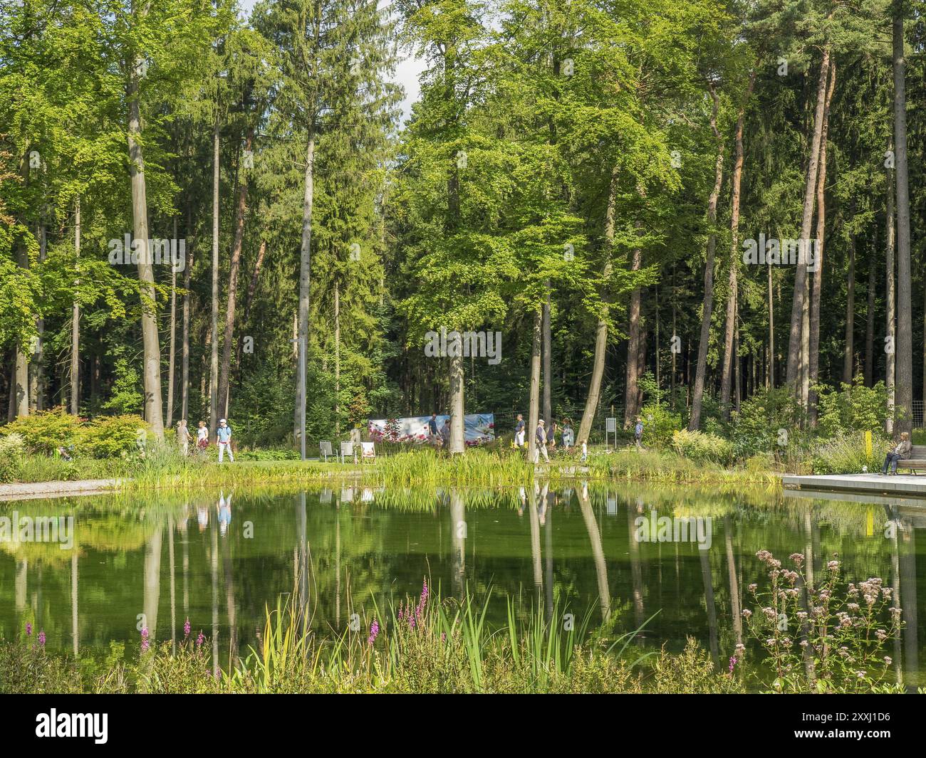 Un grande stagno nella foresta con chiari riflessi degli alberi e del cielo, Bad Lippspringe, Germania, Europa Foto Stock