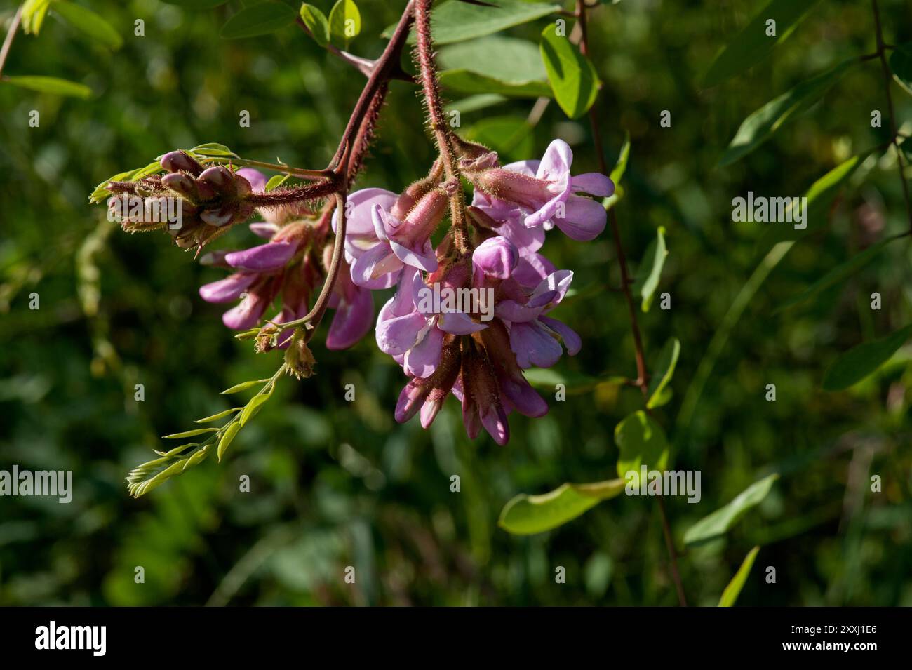 Una locusta del nuovo Messico (Robinia neomexicana) trovata nelle montagne Jemez del nuovo Messico Foto Stock