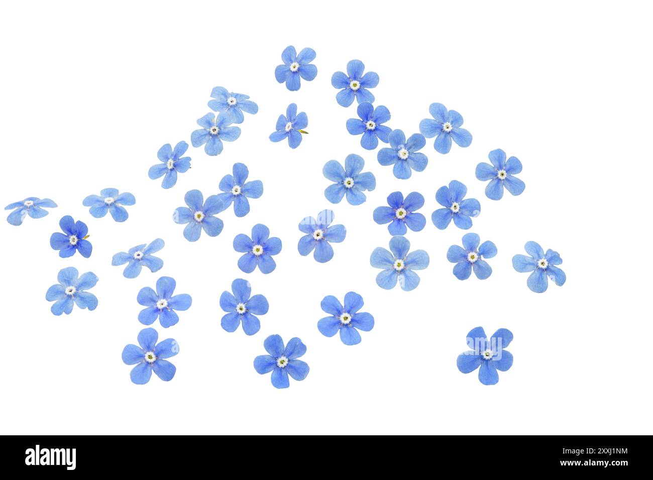 Fiori di Forget-me-Not, tagliati Foto Stock