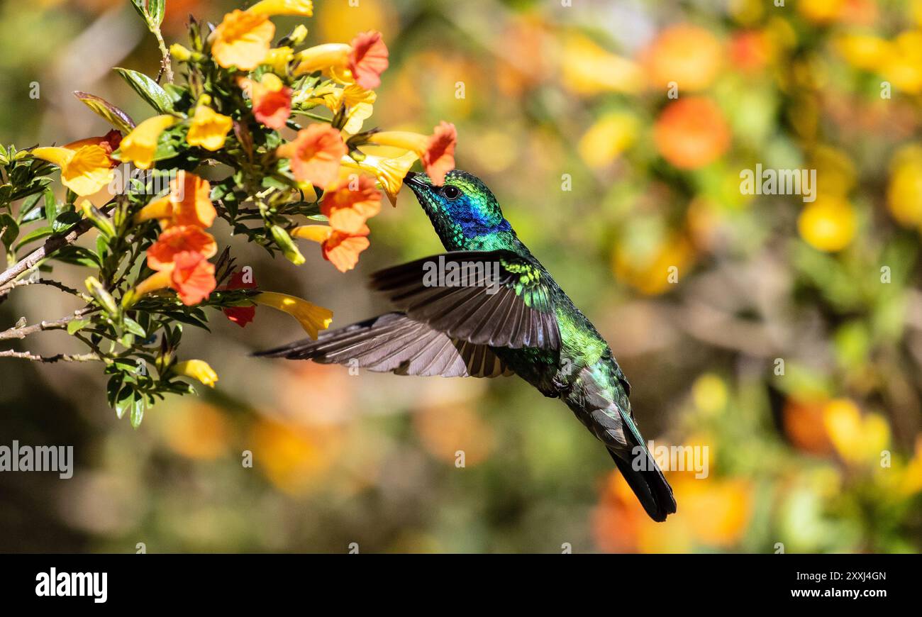 Primo piano di un piccolo colibrì Violetear che si nutre di nettare dai fiori d'arancio, Panama Foto Stock