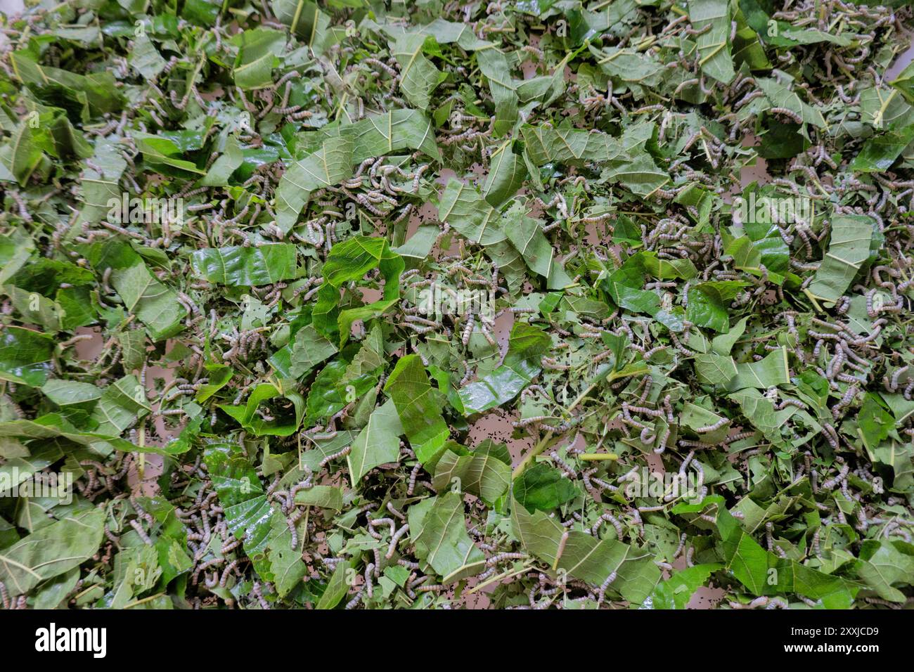 Bachi da seta al progetto di sericoltura Mulberry Organic Farm, Phonsavan, Xieng Khouang, Laos Foto Stock