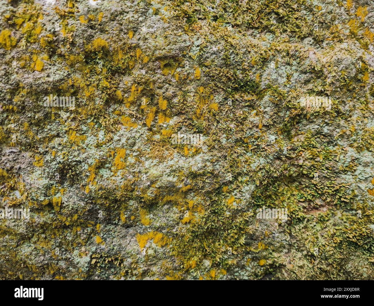 vista ravvicinata del muschio giallastro sulla roccia, struttura della roccia naturale e immagine del motivo. Grana grunge Foto Stock