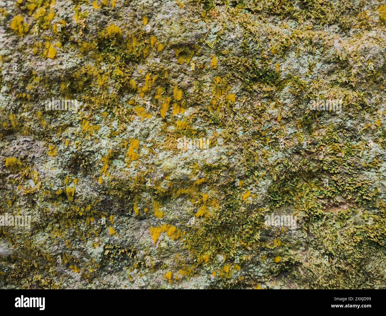 vista ravvicinata del muschio giallastro sulla roccia, struttura della roccia naturale e immagine del motivo. Grana grunge Foto Stock
