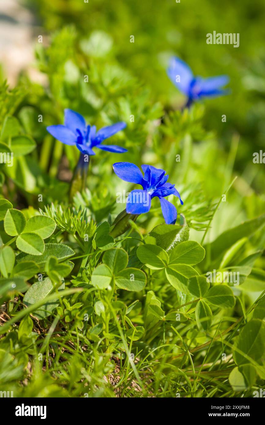 Enzian, salice genziano, Gentiana asclepiadea è un bellissimo fiore di montagna Foto Stock