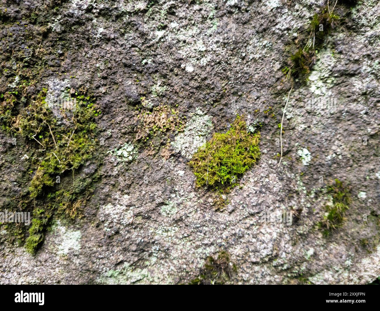 vista ravvicinata del muschio giallastro sulla roccia, struttura della roccia naturale e immagine del motivo. Grana grunge Foto Stock