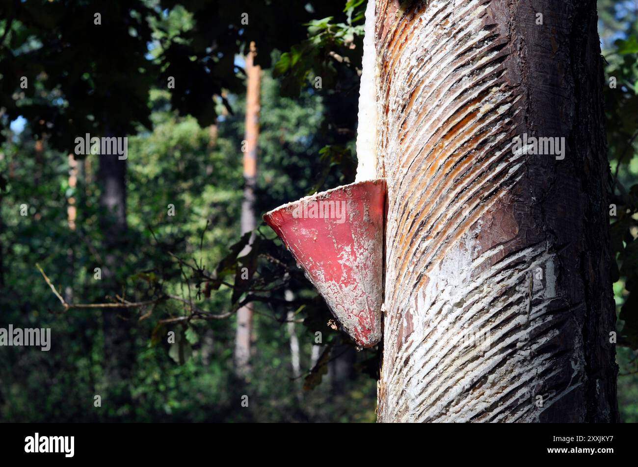 Tronchi di pino con tacche e contenitori per la raccolta della resina. Foto Stock