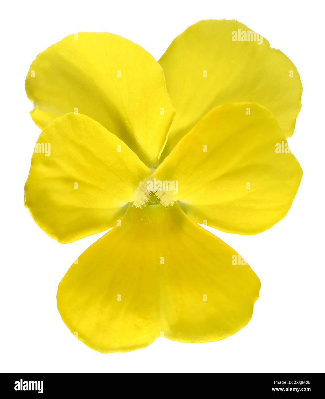 Scatto in studio (immagine impilata) di un fiore viola giallo su sfondo bianco Foto Stock