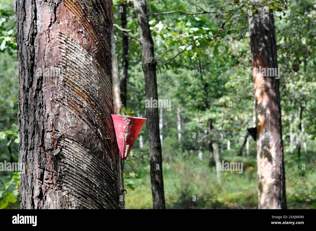 Estrazione di resina naturale da tronchi di pino. Foto Stock
