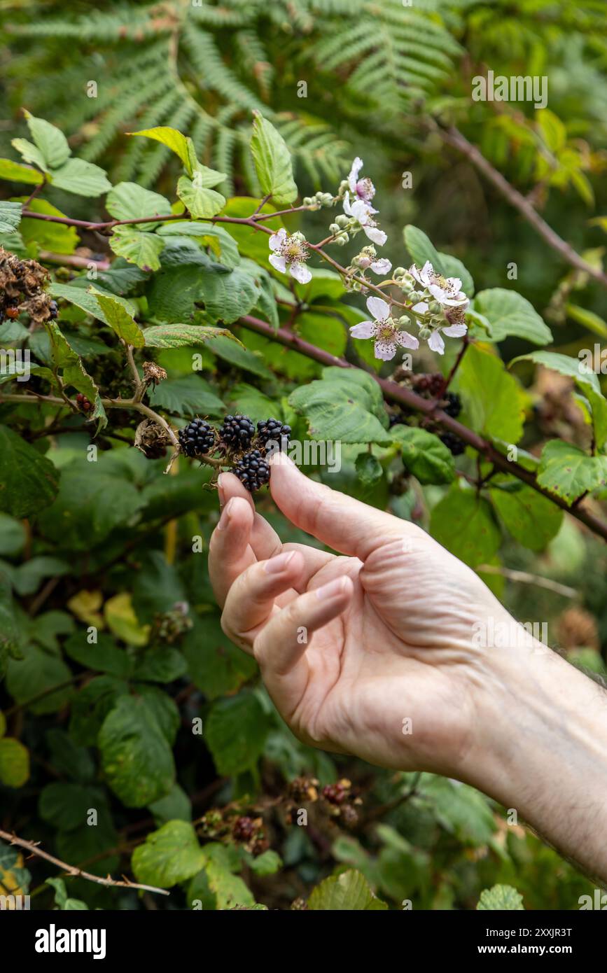 Raccolta di BlackBerry al sole di fine estate, con una profondità di campo ridotta Foto Stock