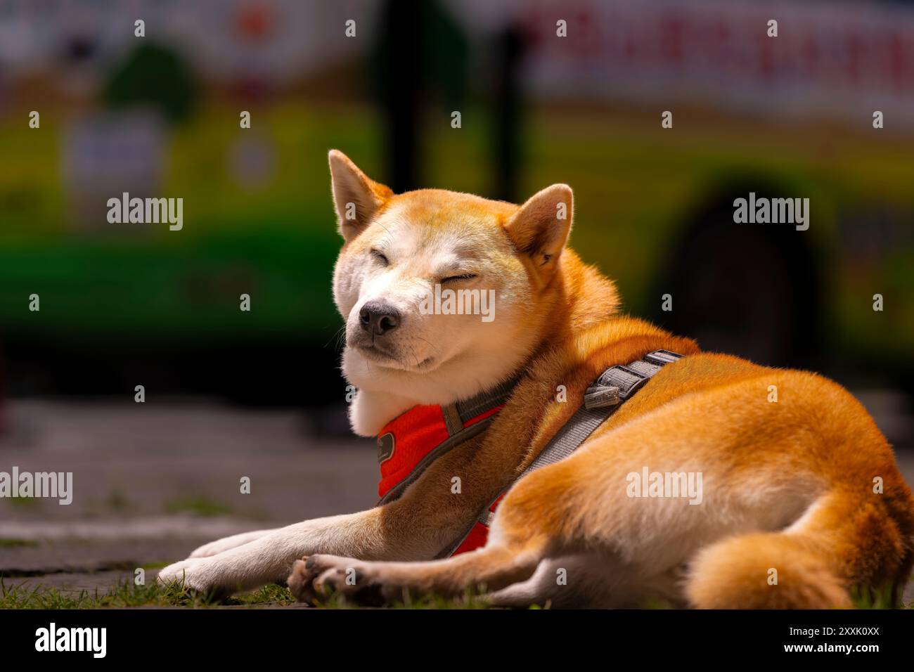 Cane Shiba inu che si rilassa al sole Foto Stock