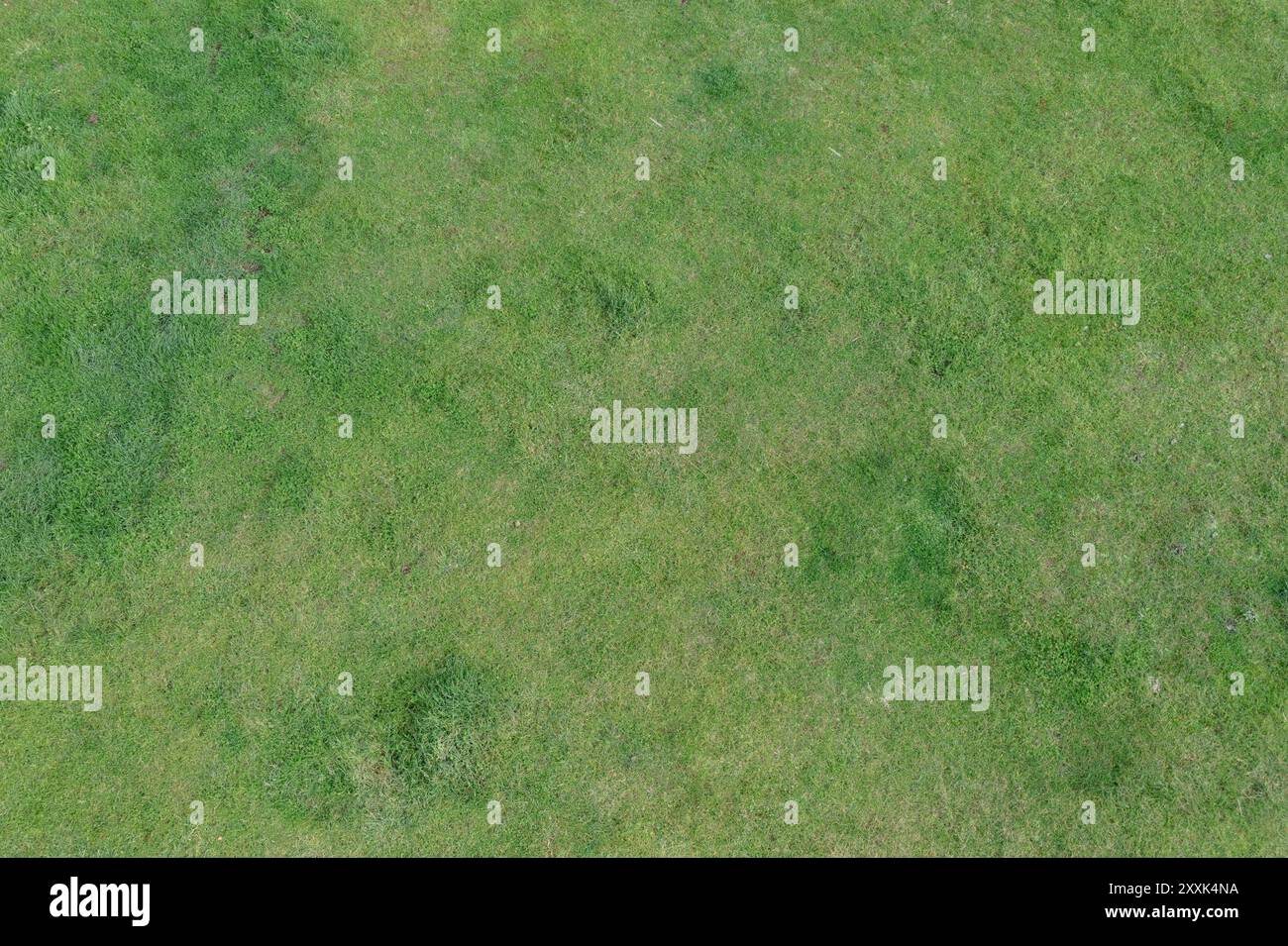 Vista dall'alto vuota della foresta, drone aereo. Erba verde, stagione primaverile Foto Stock