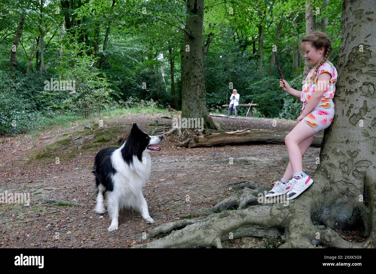 Bambino che lancia un bastone per il cane Border Collie nei boschi Foto Stock