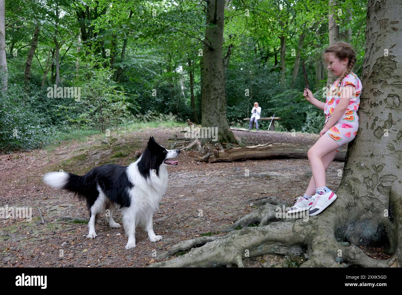 Bambino che lancia un bastone per il cane Border Collie nei boschi Foto Stock