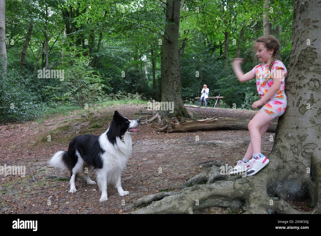 Bambino che lancia un bastone per il cane Border Collie nei boschi Foto Stock