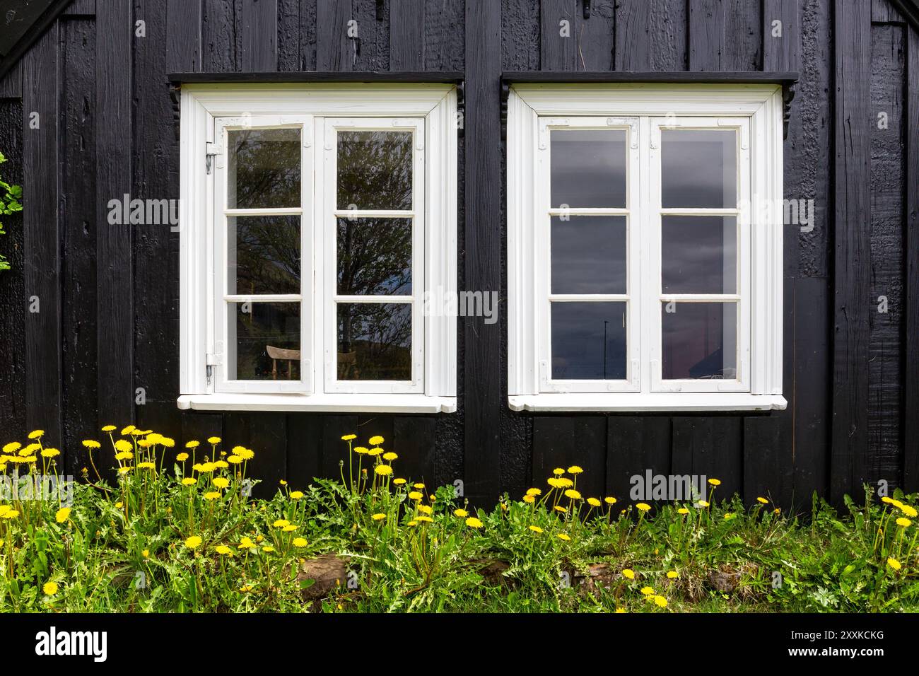 Facciata in legno nero di edificio residenziale con finestre bianche e fiori gialli sotto, tradizionale casa islandese in erba a Skogar, Islanda Foto Stock