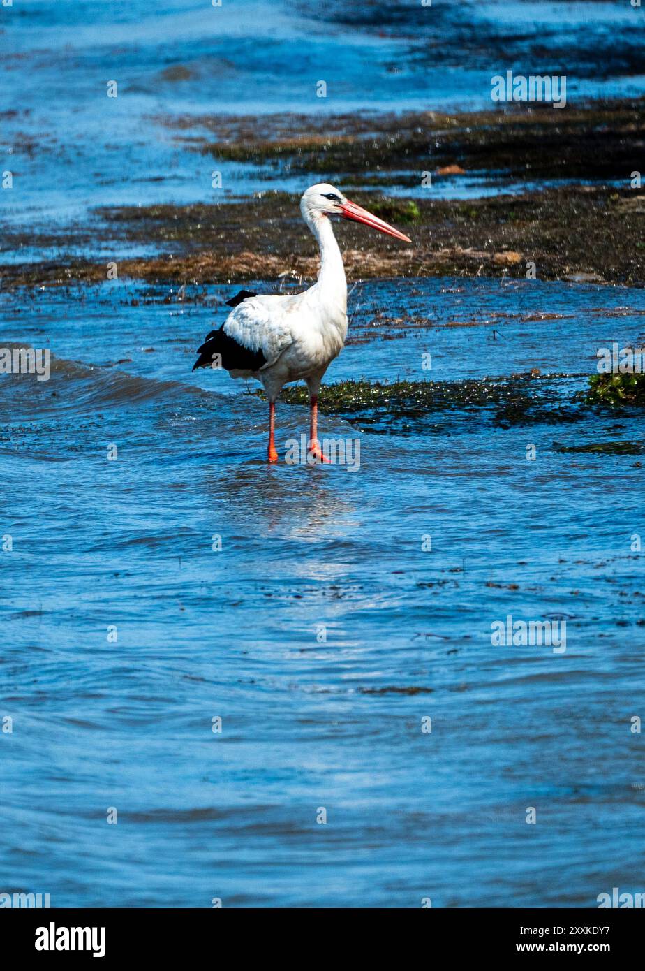 Caccia aggraziata: Uccello cicognolo bianco nell'acqua del lago e spiaggia di sabbia rocciosa, in vacanza - Estate Vibes. Ciconia Ciconia Foto Stock