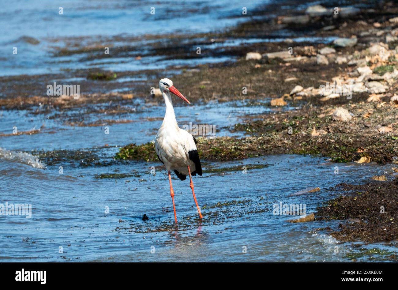 Caccia aggraziata: Uccello cicognolo bianco nell'acqua del lago e spiaggia di sabbia rocciosa, in vacanza - Estate Vibes. Ciconia Ciconia Foto Stock