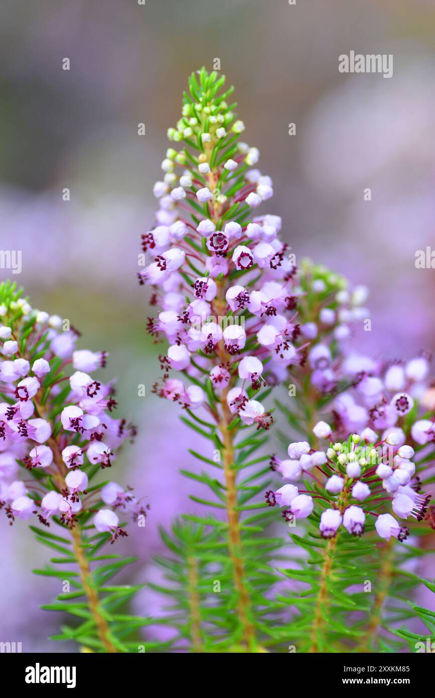 La brughiera cornica (Erica vagans) in fiore. Foto Stock