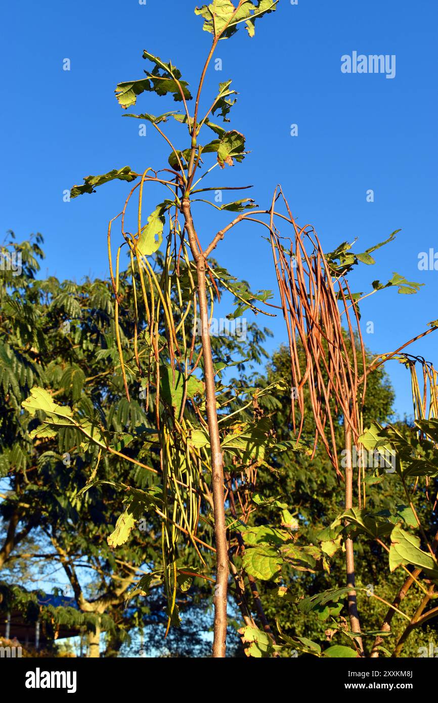 Dettaglio dei frutti del fagiolo cinese (Catalpa fargesii). Foto Stock