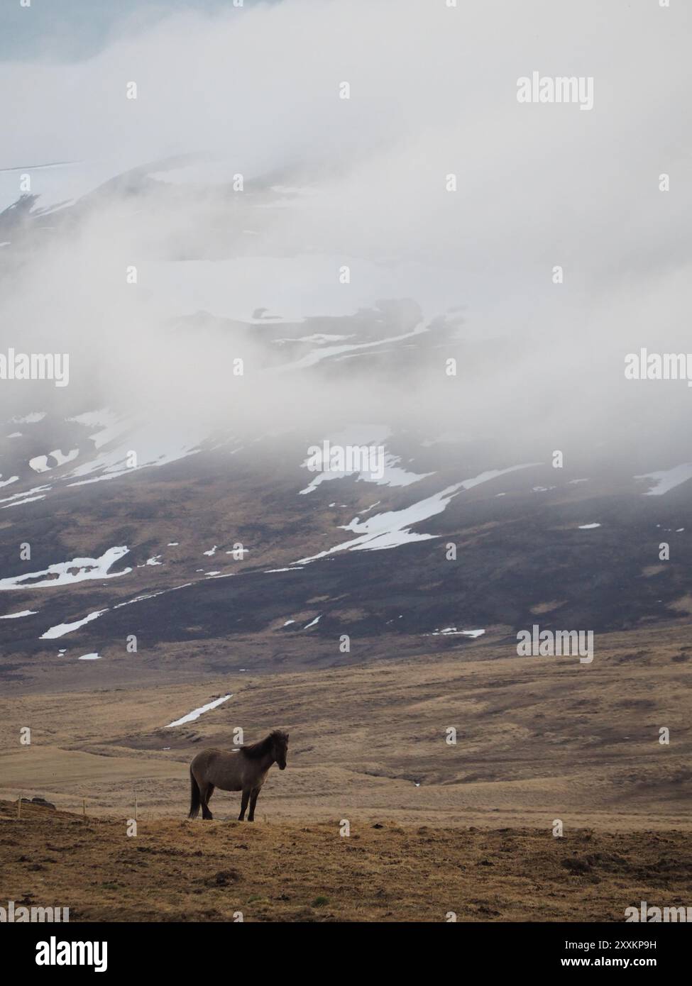 Un cavallo solitario si erge sullo sfondo di un paesaggio montuoso coperto di nebbia, punteggiato di macchie di neve, a simboleggiare l'incontaminata e serena bea Foto Stock