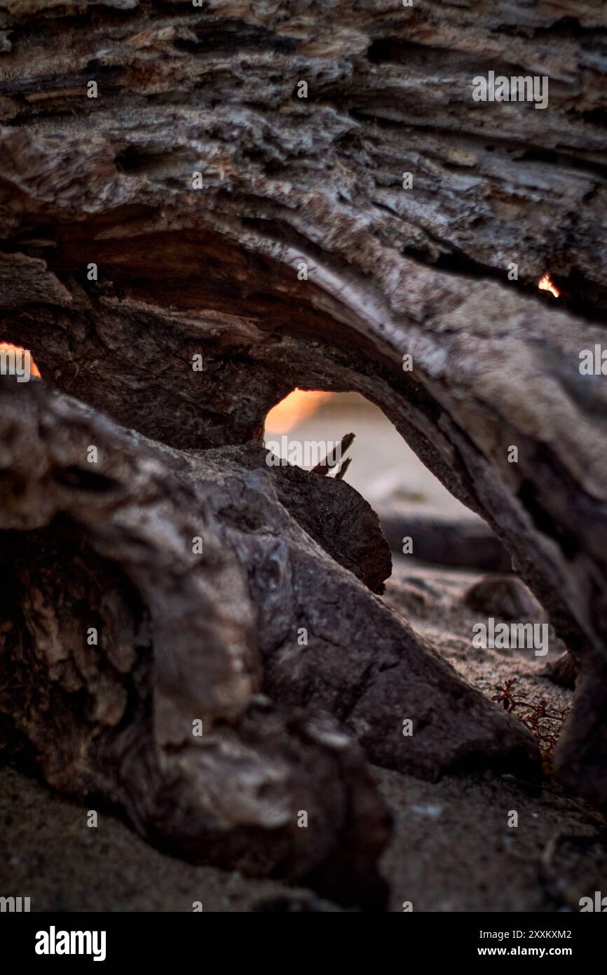 Driftwood vicino alla spiaggia Foto Stock