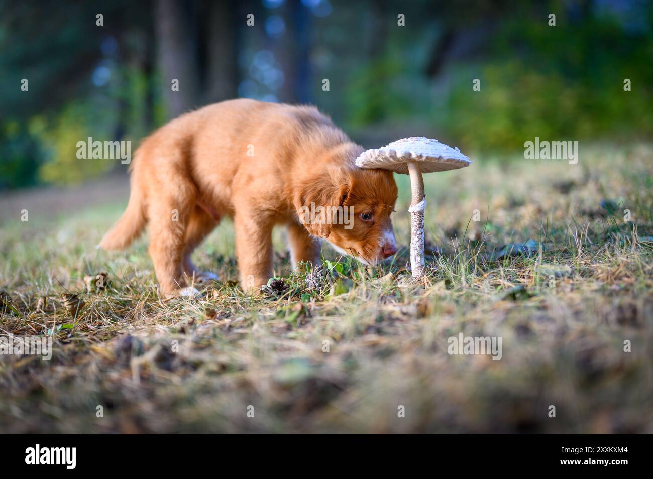 Il primo giorno nel fungo selvatico starnuti, il cane da cucciolo toller Retriever, anatra della nuova scozia Foto Stock
