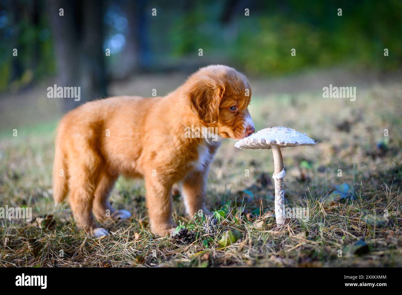 Il primo giorno nel fungo selvatico starnuti, il cane da cucciolo toller Retriever, anatra della nuova scozia Foto Stock