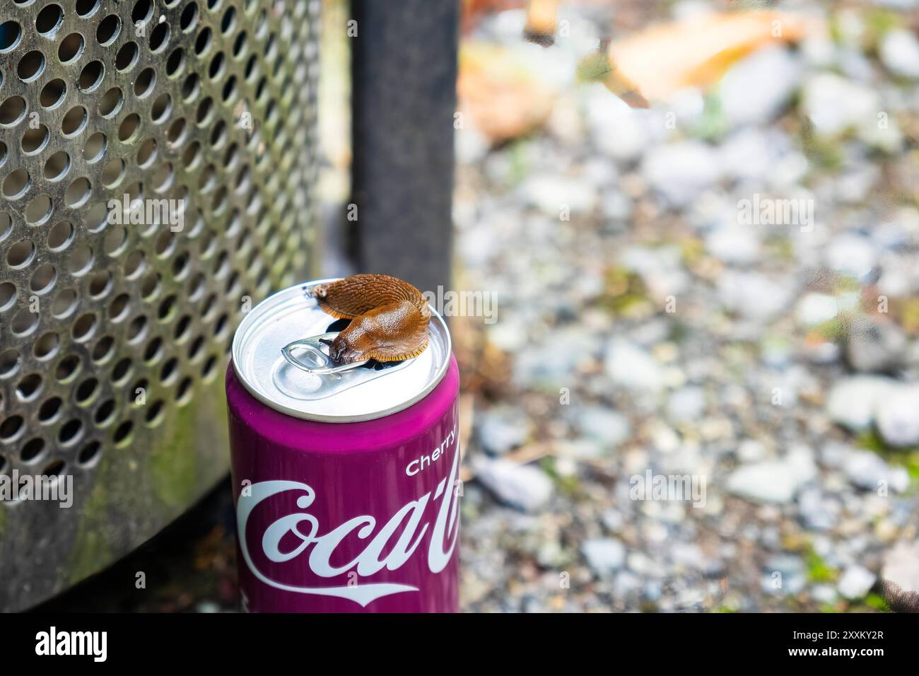Eine Schnecke auf einer Cola dose, Düsseldorf, Deutschland Düsseldorf Nordrhein-Westfalen Deutschland *** A Lumaca on a Coca Cola CAN, Düsseldorf, Germania D. Foto Stock