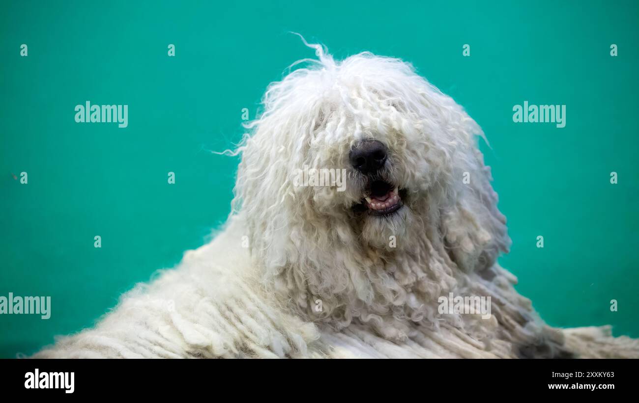 Cane Komondor ungherese con una lunga pelliccia bianca riccia sopra la faccia Foto Stock