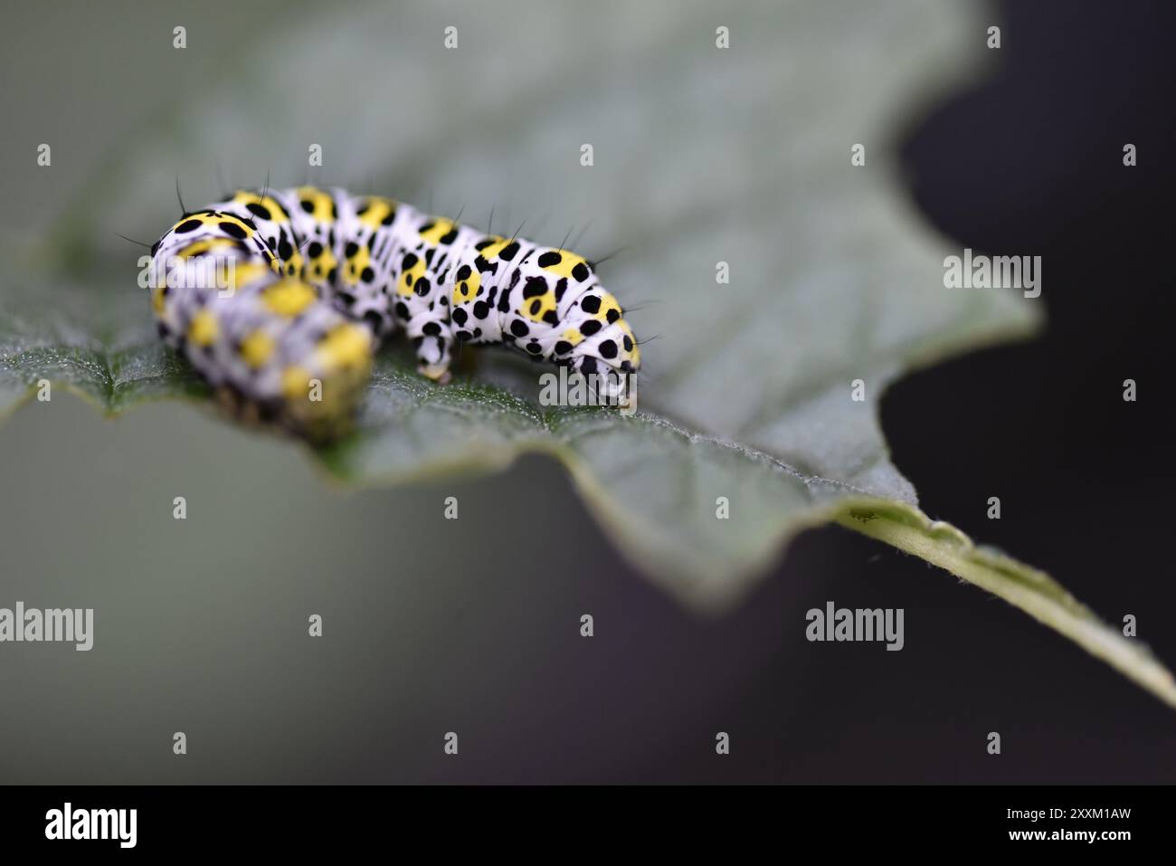 Immagine macro a livello di occhi di un mullein Moth Caterpillar (Shargacucullia verbasci) arricciata su una foglia, a sinistra dell'immagine, in profilo a destra, scattata nel Regno Unito a giugno Foto Stock