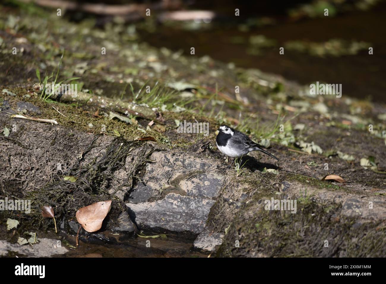 Immagine in primo piano a destra di una coda di cavallo (Motacilla alba) arroccata su una sponda del fiume Rocky con occhio sinistro sulla telecamera, scattata in un giorno di sole in Galles, Regno Unito Foto Stock