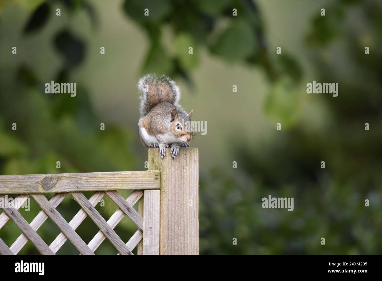 Immagine in primo piano di uno scoiattolo grigio (Sciurus carolinensis) scavato sulla cima di un recinto di legno, di fronte alla coda arricciata sul retro e all'occhio sulla telecamera Foto Stock
