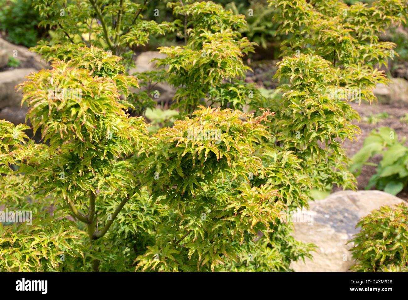 Acer palmatum "Shishigashira", acero giapponese Foto Stock