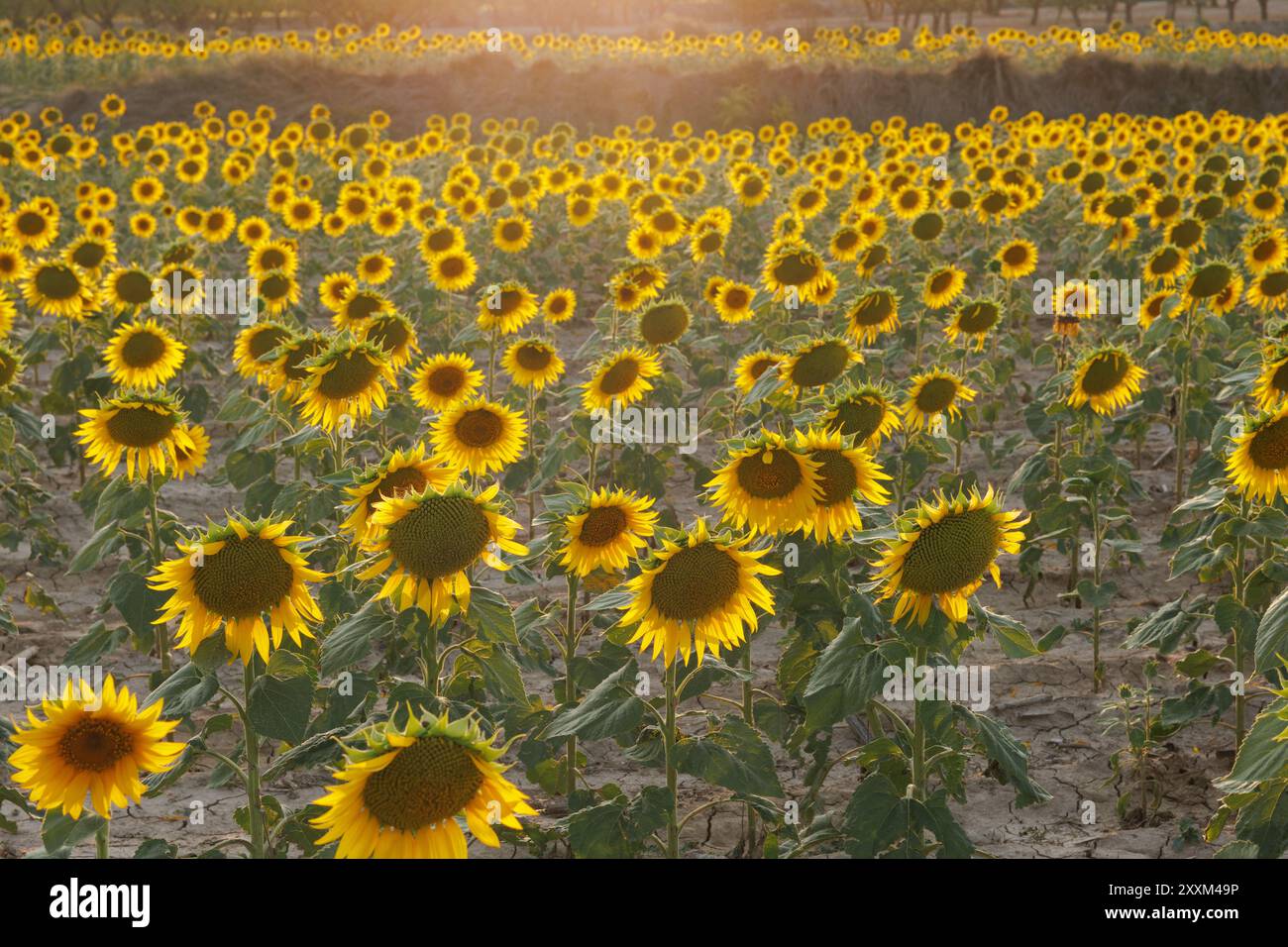 Tramonto su un campo di girasole, Agres, Spagna Foto Stock