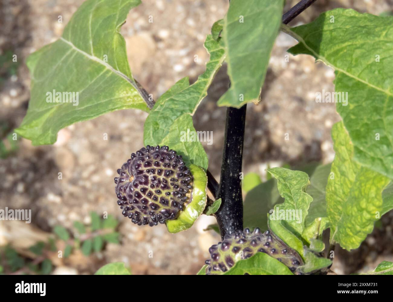 Il metel Datura, noto anche come thornapple indiano, produce capsule di semi ricoperte di verruche coniche nere. Frutti dell'arbusto ornamentale indù Datura, com Foto Stock